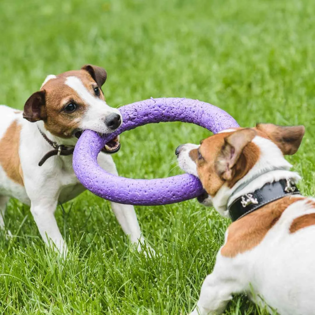 Dog suddenly online aggressive at daycare